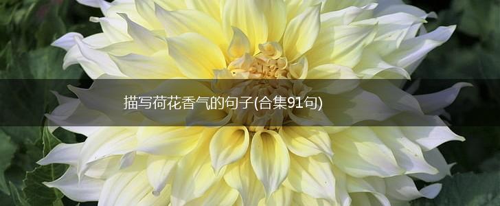 描写荷花香气的句子(合集91句),第1张