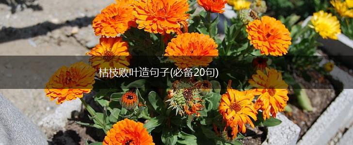 枯枝败叶造句子(必备20句),第1张
