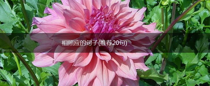 相照应的句子(推荐20句),第1张