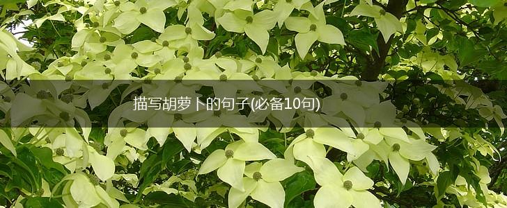 描写胡萝卜的句子(必备10句),第1张