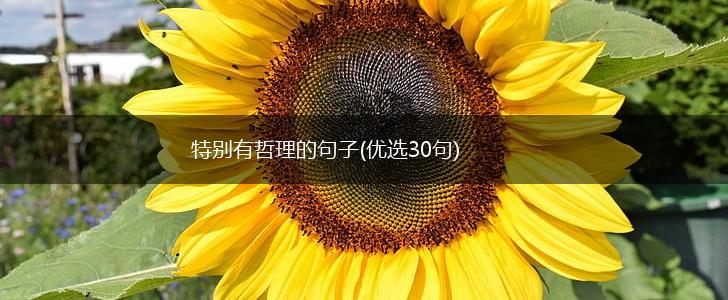 特别有哲理的句子(优选30句),第1张