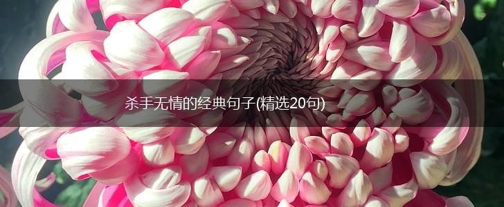 杀手无情的经典句子(精选20句),第1张