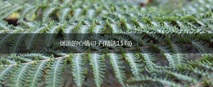 煲汤的心情句子(精选15句),第1张