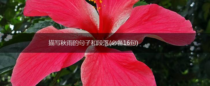 描写秋雨的句子和段落(必备16句),第1张
