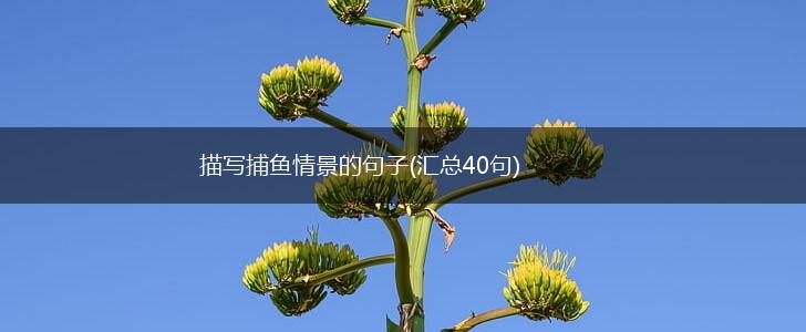 描写捕鱼情景的句子(汇总40句),第1张