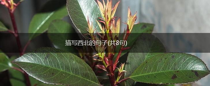 描写西北的句子(共8句),第1张