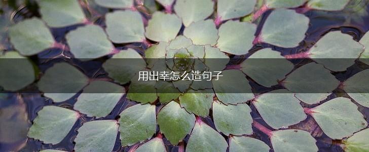用出幸怎么造句子,第1张