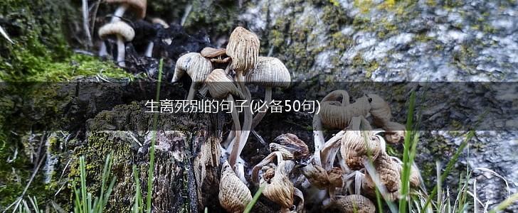生离死别的句子(必备50句),第1张