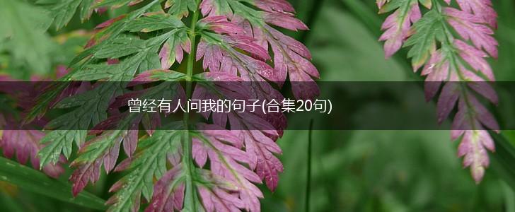 曾经有人问我的句子(合集20句),第1张