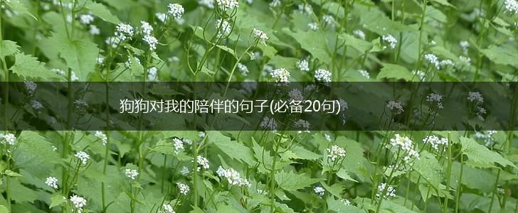 狗狗对我的陪伴的句子(必备20句),第1张