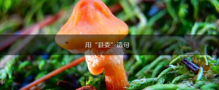 用“县委”造句,第1张