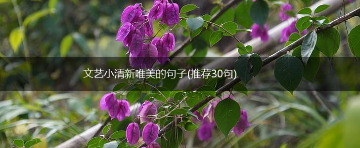 文艺小清新唯美的句子(推荐30句),第1张
