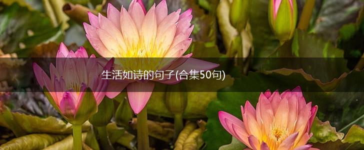 生活如诗的句子(合集50句),第1张