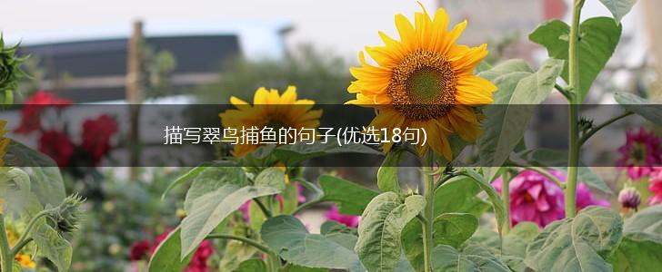 描写翠鸟捕鱼的句子(优选18句),第1张