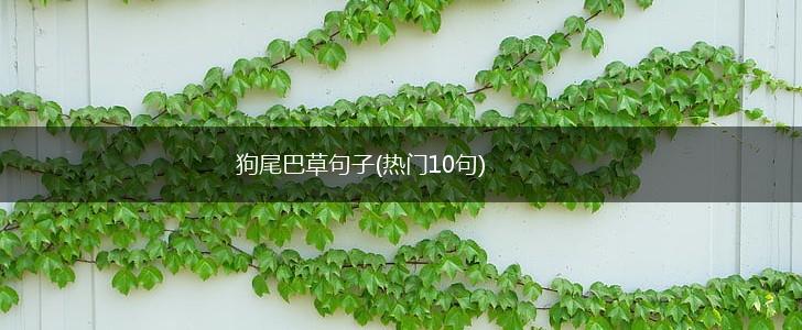 狗尾巴草句子(热门10句),第1张