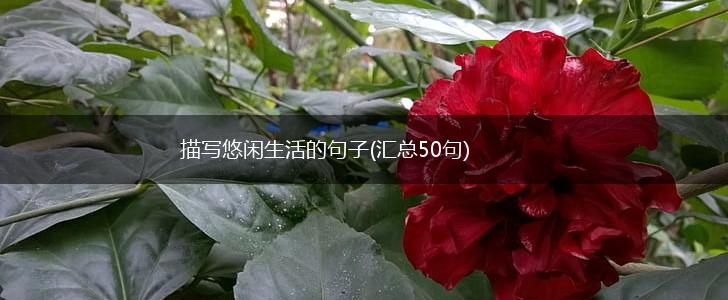 描写悠闲生活的句子(汇总50句),第1张