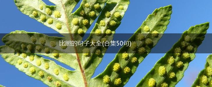 比照的句子大全(合集50句),第1张