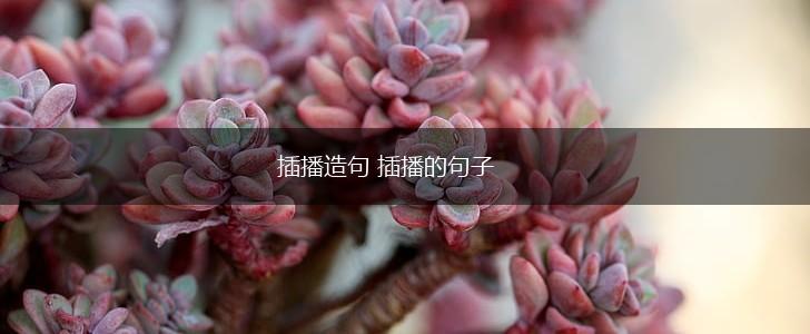 插播造句 插播的句子,第1张