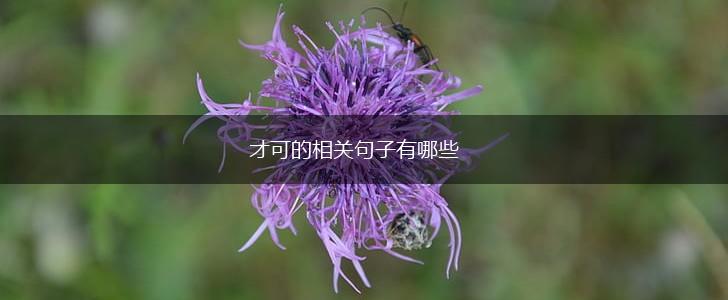 才可的相关句子有哪些,第1张