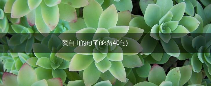 爱自由的句子(必备40句),第1张