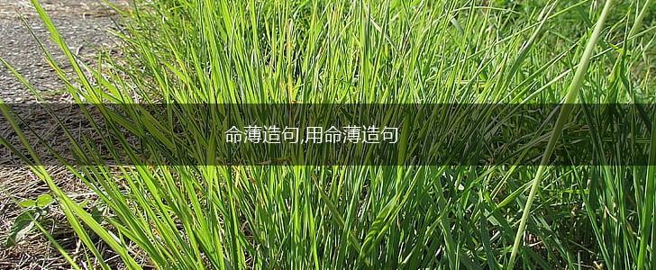 命薄造句,用命薄造句,第1张