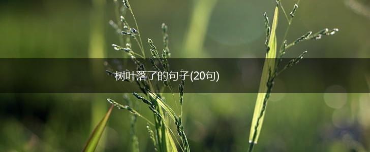 树叶落了的句子(20句),第1张