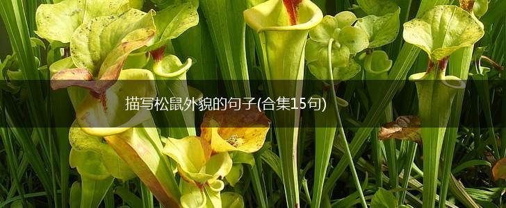 描写松鼠外貌的句子(合集15句),第1张