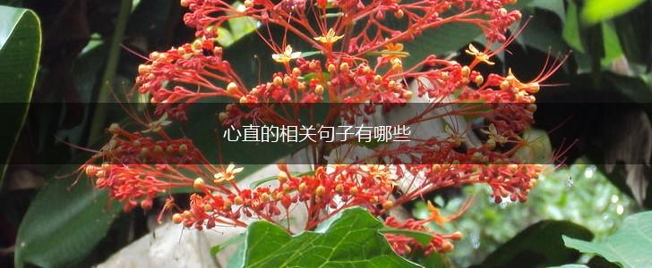 心直的相关句子有哪些,第1张