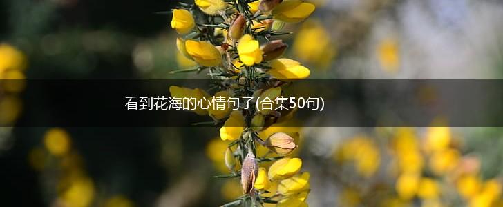 看到花海的心情句子(合集50句),第1张