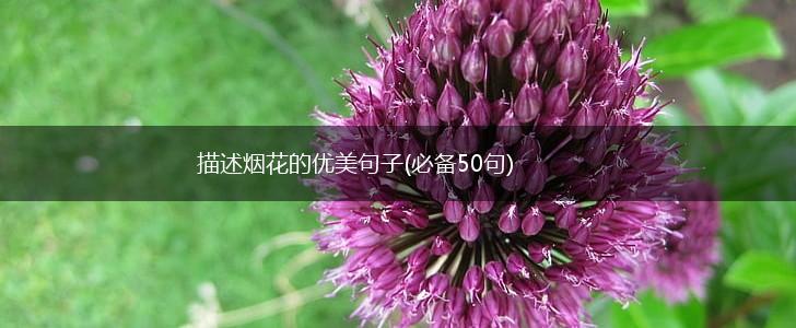 描述烟花的优美句子(必备50句),第1张
