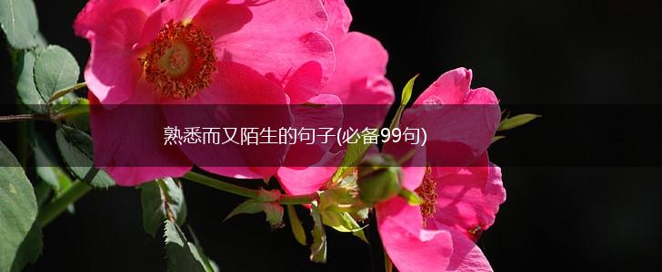 熟悉而又陌生的句子(必备99句),第1张