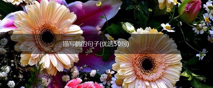 描写鹤的句子(优选50句),第1张