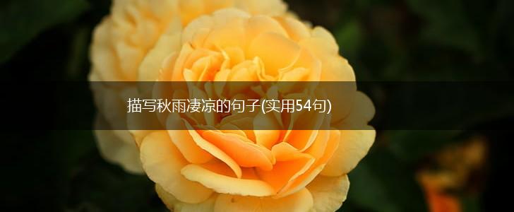 描写秋雨凄凉的句子(实用54句),第1张