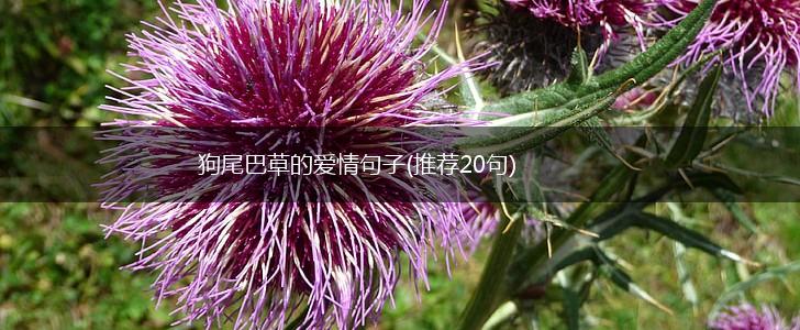 狗尾巴草的爱情句子(推荐20句),第1张