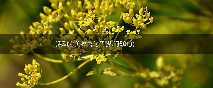 活动完美收官句子(热门50句),第1张