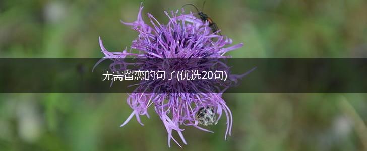 无需留恋的句子(优选20句),第1张