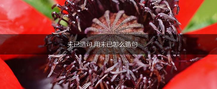 未已造句,用未已怎么造句,第1张