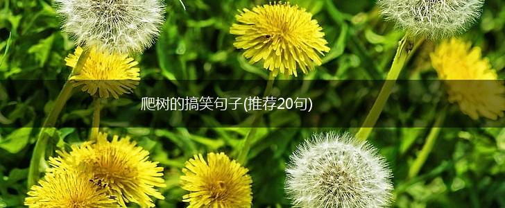 爬树的搞笑句子(推荐20句),第1张