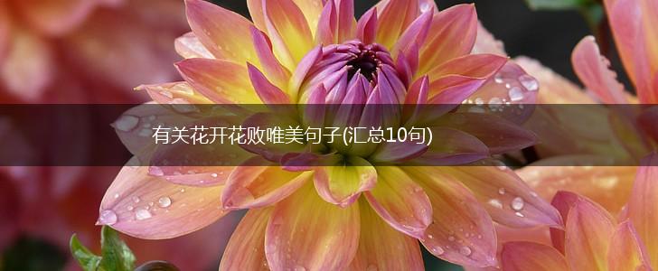 有关花开花败唯美句子(汇总10句),第1张