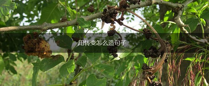 用转变怎么造句子,第1张