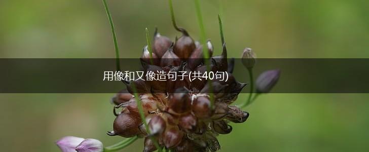 用像和又像造句子(共40句),第1张