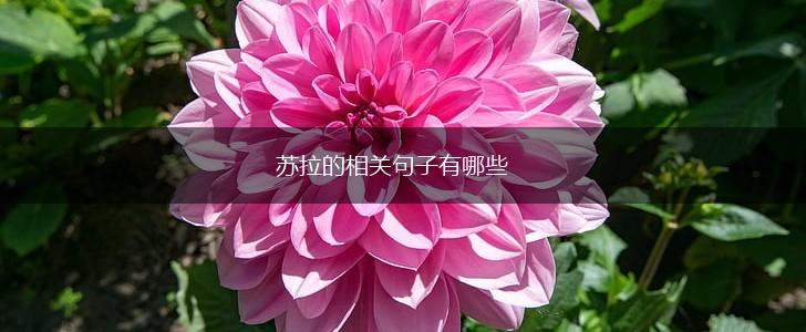 苏拉的相关句子有哪些,第1张