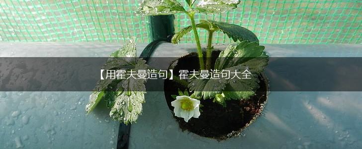 【用霍夫曼造句】霍夫曼造句大全,第1张