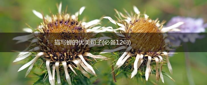 描写蝉的优美句子(必备12句),第1张
