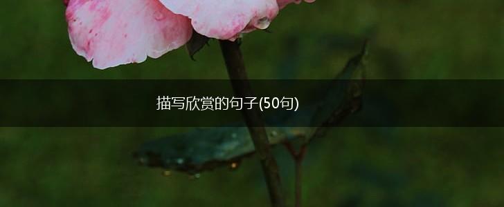 描写欣赏的句子(50句),第1张