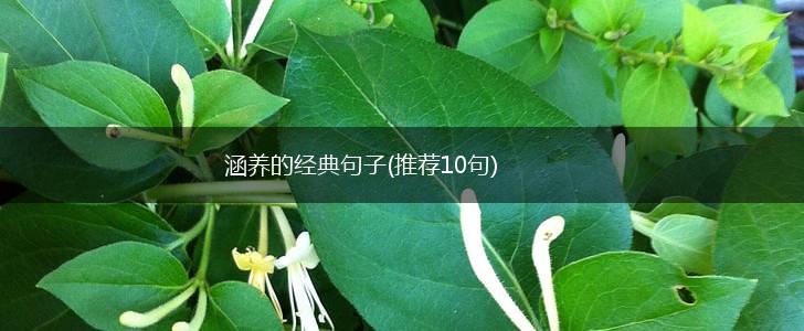 涵养的经典句子(推荐10句),第1张