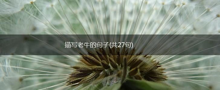 描写老牛的句子(共27句),第1张