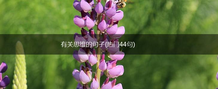 有关思维的句子(热门44句),第1张