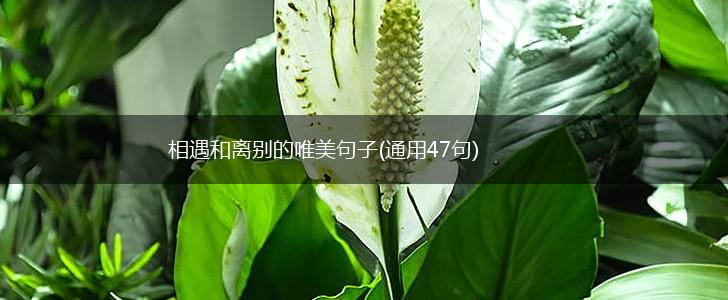 相遇和离别的唯美句子(通用47句),第1张