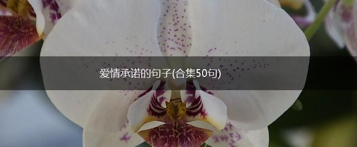 爱情承诺的句子(合集50句),第1张
